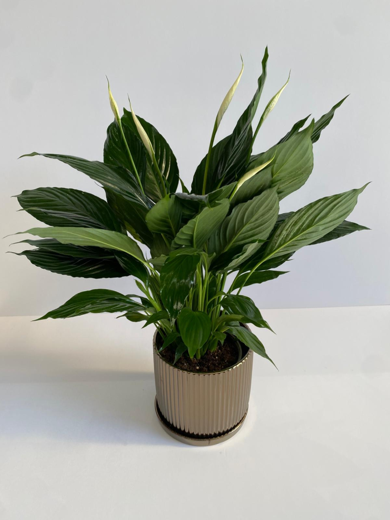 עציץ ספיצפליום בכלי