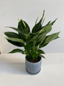 עציץ ספיצפליום בכלי