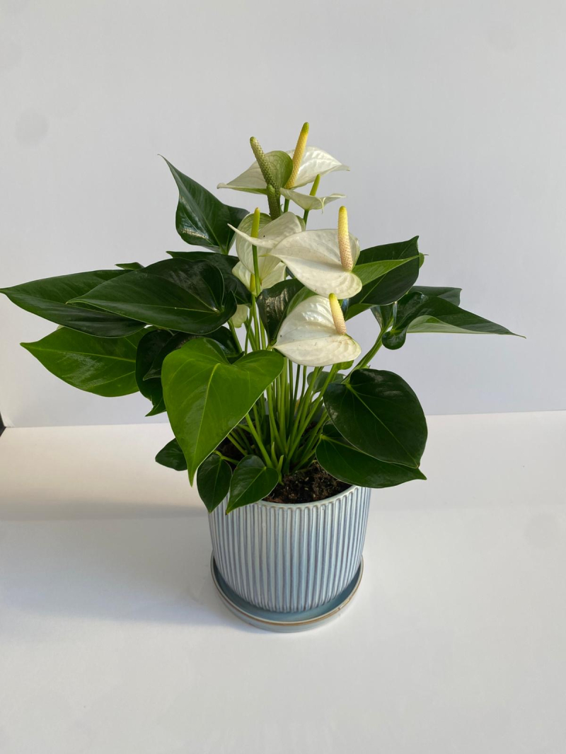 עציץ אנטוריום בכלי